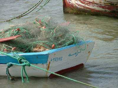 Nachhaltige Fischerei: Umweltauswirkungen und Schutzmaßnahmen