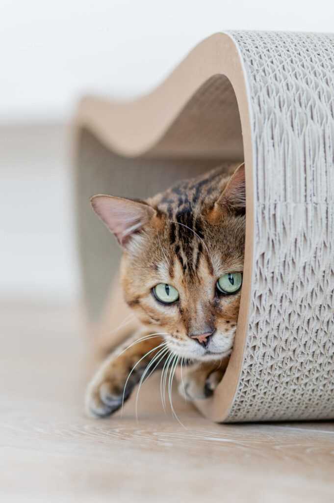 Das Training der Katze auf das Katzenklo