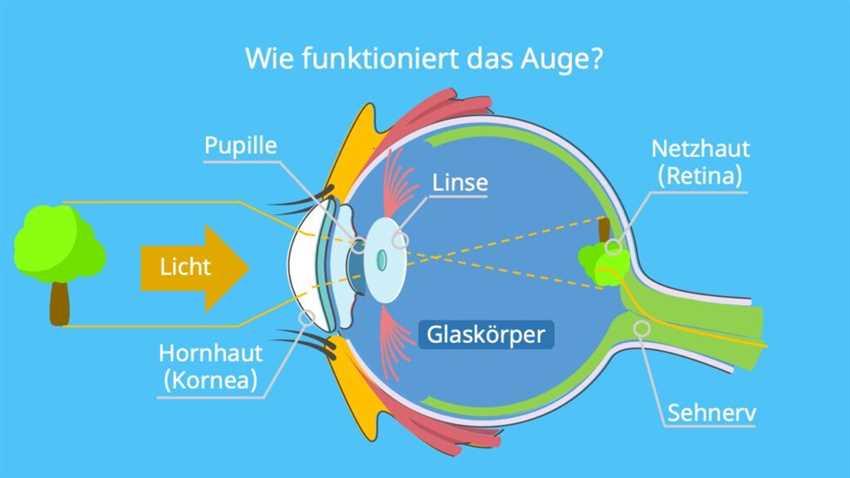 Die Funktion der Augenlinse