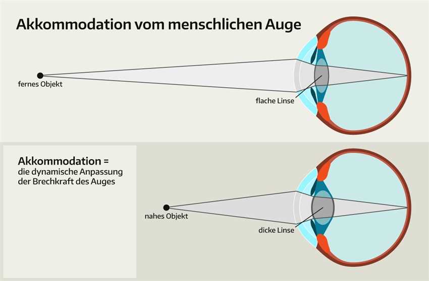 Retina und Sehnerv