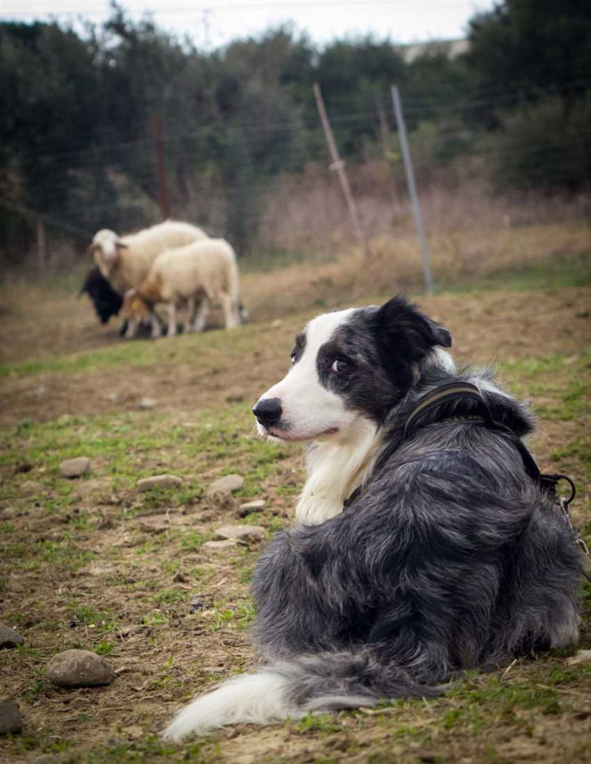 Effektive Größenbestimmung der Hundebox