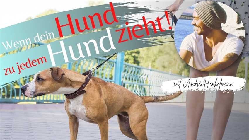 7. Schaffen Sie eine positive Umgebung für Ihren Hund: