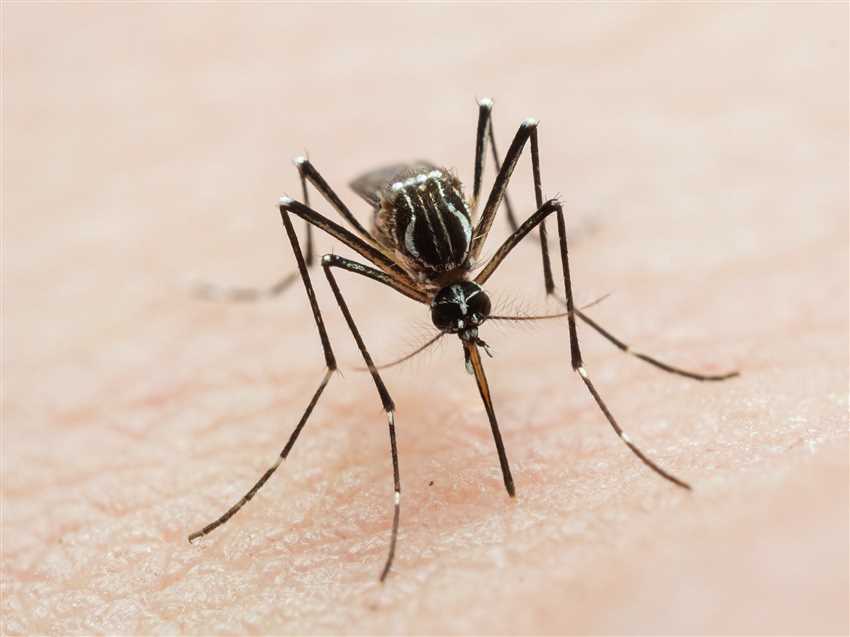 Tipps zum Schutz vor Mücken in der Nacht