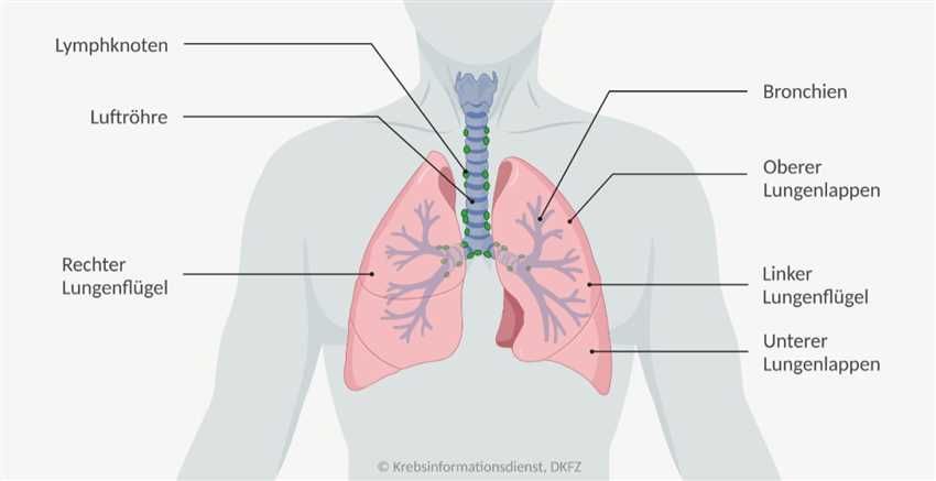 4. Natriumcarbonat und immunvermittelte Krebsbekämpfung