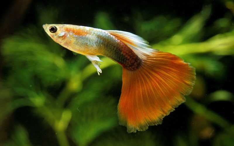 Wie lang kann ein Fisch ohne Essen im Aquarium überleben?