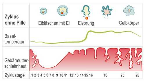 2. Der Abbau der Pille im Körper