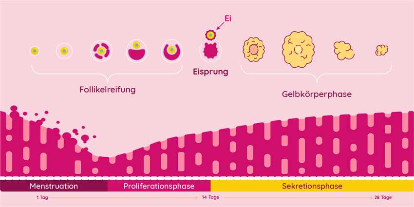 Fruchtbarkeit in verschiedenen Phasen des Menstruationszyklus