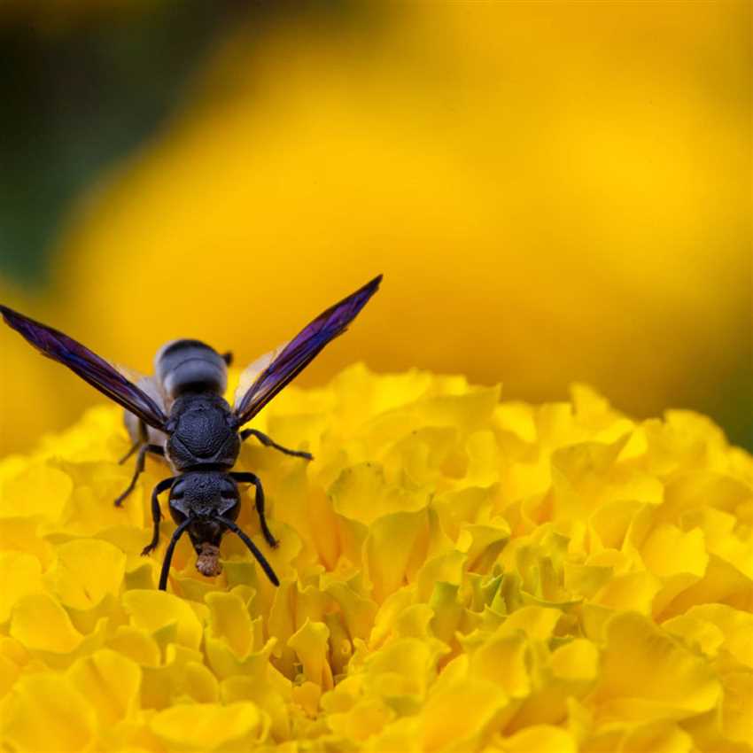 1. Identifizierung der Allergieauslöser