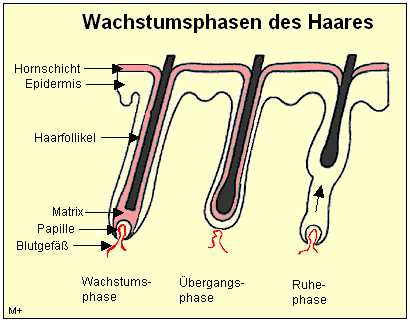 Prozentuale Verteilung der Haare in der Wachstumsphase